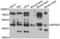 Zinc finger and BTB domain-containing protein 25 antibody, LS-C349191, Lifespan Biosciences, Western Blot image 