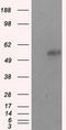 SIL1 Nucleotide Exchange Factor antibody, LS-C115086, Lifespan Biosciences, Western Blot image 