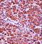 Chymotrypsin-like elastase family member 3B antibody, LS-C168661, Lifespan Biosciences, Immunohistochemistry frozen image 