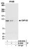 Non-SMC Condensin II Complex Subunit G2 antibody, A300-605A, Bethyl Labs, Immunoprecipitation image 