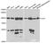 Cullin 5 antibody, orb167283, Biorbyt, Western Blot image 