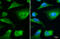 LIM And Calponin Homology Domains 1 antibody, GTX108649, GeneTex, Immunocytochemistry image 