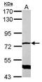 Glomulin, FKBP Associated Protein antibody, GTX103064, GeneTex, Western Blot image 
