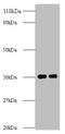 ATP Synthase F1 Subunit Alpha antibody, A52660-100, Epigentek, Western Blot image 