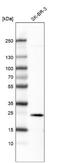 Ephrin A1 antibody, NBP2-76497, Novus Biologicals, Western Blot image 