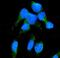 Nicotinamide Nucleotide Transhydrogenase antibody, A00887-3, Boster Biological Technology, Immunofluorescence image 