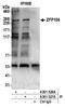 Zinc finger protein 106 antibody, A301-526A, Bethyl Labs, Immunoprecipitation image 