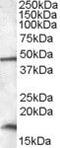 RNA Binding Motif Protein 3 antibody, PA5-19087, Invitrogen Antibodies, Western Blot image 