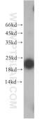 Exosome Component 1 antibody, 12585-1-AP, Proteintech Group, Western Blot image 