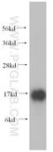 Ribosomal Protein S19 antibody, 15085-1-AP, Proteintech Group, Western Blot image 