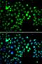Metal Response Element Binding Transcription Factor 2 antibody, PA5-77124, Invitrogen Antibodies, Immunofluorescence image 