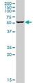 SUMO Specific Peptidase 3 antibody, H00026168-D01P, Novus Biologicals, Western Blot image 