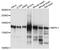 Inositol Polyphosphate Phosphatase Like 1 antibody, abx136025, Abbexa, Western Blot image 