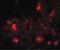 Dishevelled Binding Antagonist Of Beta Catenin 2 antibody, LS-B3853, Lifespan Biosciences, Immunofluorescence image 