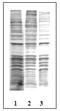 Phospho-threonine antibody, AM00120PU-N, Origene, Western Blot image 
