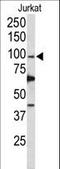 DNA polymerase delta catalytic subunit antibody, LS-C163837, Lifespan Biosciences, Western Blot image 