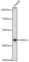 Mas-related G-protein coupled receptor MRG antibody, 16-464, ProSci, Western Blot image 