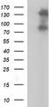 Hyaluronate receptor antibody, TA506740AM, Origene, Western Blot image 