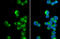 Peroxisomal biogenesis factor 19 antibody, GTX114959, GeneTex, Immunocytochemistry image 