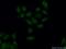 AF4/FMR2 Family Member 4 antibody, 14662-1-AP, Proteintech Group, Immunofluorescence image 