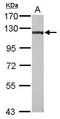 E1A Binding Protein P400 antibody, GTX116689, GeneTex, Western Blot image 