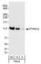 Protein Tyrosine Phosphatase Non-Receptor Type 12 antibody, A301-301A, Bethyl Labs, Western Blot image 