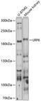 Low-density lipoprotein receptor-related protein 6 antibody, GTX17568, GeneTex, Western Blot image 