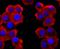 Vesicle Associated Membrane Protein 2 antibody, A02331-2, Boster Biological Technology, Immunocytochemistry image 