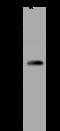 ON antibody, 200185-T32, Sino Biological, Western Blot image 