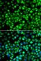 ATPase H+ Transporting Accessory Protein 2 antibody, LS-C346110, Lifespan Biosciences, Immunofluorescence image 