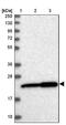 Exosome Component 1 antibody, NBP1-84523, Novus Biologicals, Western Blot image 