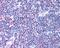 C-C chemokine receptor type 4 antibody, 48-271, ProSci, Immunohistochemistry frozen image 