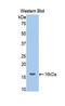 NRP antibody, LS-C303991, Lifespan Biosciences, Western Blot image 