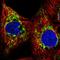 Nipsnap Homolog 2 antibody, HPA063084, Atlas Antibodies, Immunofluorescence image 