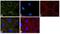 Protein arginine N-methyltransferase 3 antibody, 730020, Invitrogen Antibodies, Immunofluorescence image 