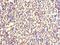 Prg antibody, LS-C376679, Lifespan Biosciences, Immunohistochemistry paraffin image 