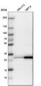 Stratifin antibody, HPA011105, Atlas Antibodies, Western Blot image 