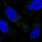 Mitochondrial Ribosomal Protein S34 antibody, NBP1-82729, Novus Biologicals, Immunofluorescence image 