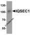 IQ Motif And Sec7 Domain 1 antibody, 8009, ProSci, Western Blot image 