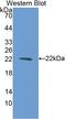 Bleomycin Hydrolase antibody, LS-C293014, Lifespan Biosciences, Western Blot image 