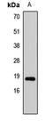 Histone deacetylase complex subunit SAP18 antibody, orb412276, Biorbyt, Western Blot image 