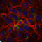 CD15 antibody, LS-C813359, Lifespan Biosciences, Immunofluorescence image 