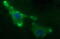 ER Membrane Protein Complex Subunit 8 antibody, M14759, Boster Biological Technology, Immunofluorescence image 