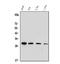 His tag antibody, M30975-1, Boster Biological Technology, Western Blot image 