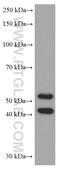 Mitogen-Activated Protein Kinase 8 antibody, 66210-1-Ig, Proteintech Group, Western Blot image 