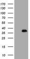 MAGE Family Member B18 antibody, CF502493, Origene, Western Blot image 