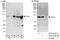 Exocyst Complex Component 1 antibody, A303-363A, Bethyl Labs, Immunoprecipitation image 