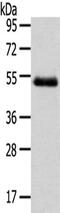 Nuclear Receptor Subfamily 2 Group F Member 2 antibody, CSB-PA995384, Cusabio, Western Blot image 