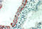 Cholecystokinin B Receptor antibody, MBS421039, MyBioSource, Immunohistochemistry paraffin image 