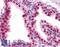 HNF-3-beta antibody, LS-B3929, Lifespan Biosciences, Immunohistochemistry frozen image 